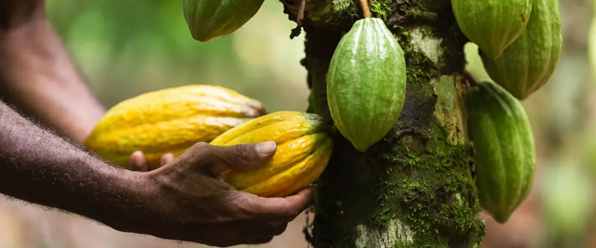 Government to Reinstate Free Fertilizer Distribution Program to Boost Cocoa Production – Trade Minister